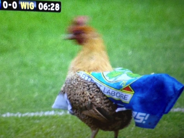 Chicken invades Ewood Park