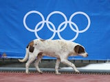 A stray dog walks by the Olympics logo in Sochi, Russia.