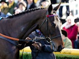 Sprinter Sacre is paraded at Newbury Racecourse on February 8, 2014