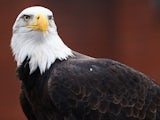 The Crystal Palace eagle watches on in judgment ahead of the game with QPR at Selhurst on March 14, 2015