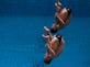 Second silver for Jack Laugher, Chris Mears