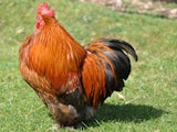 Generic cock picture