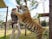 Joe Exotic grapples with a tiger on Tiger King
