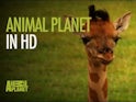 Animal Planet HD logo
