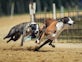 How much does a racing greyhound cost?