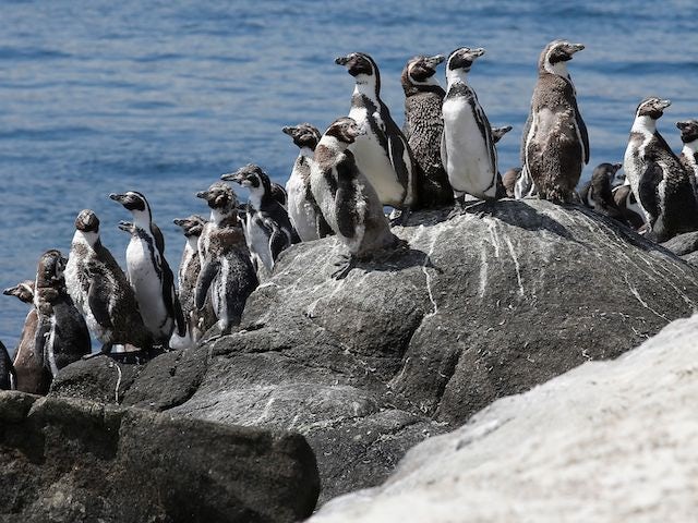 Australian island to live stream penguin parade for UK audience