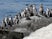 Australian island to live stream penguin parade for UK audience