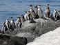 A waddle of Chilean penguins pictured in February 2021