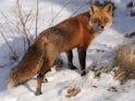Generic shot of a mischievous fox