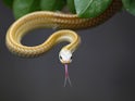 Generic picture of a snake