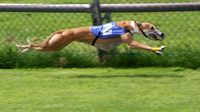 Bet365 signs a new sponsorship deal to support UK greyhounds